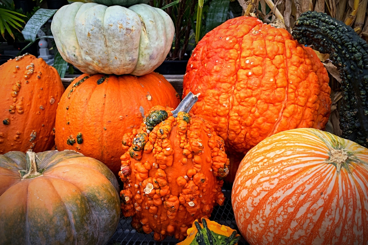 the history of halloween pumpkins and carving