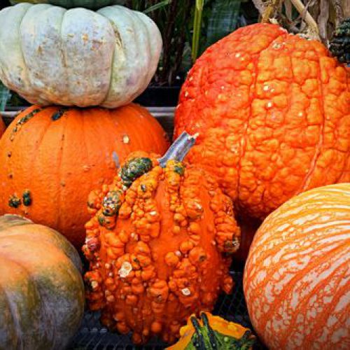 The spooky history of Halloween pumpkins